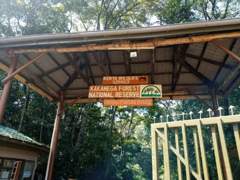 Kakamega Forest: Bird Watching Safari - An in-depth look at the Kakamega Forest bird watching safari