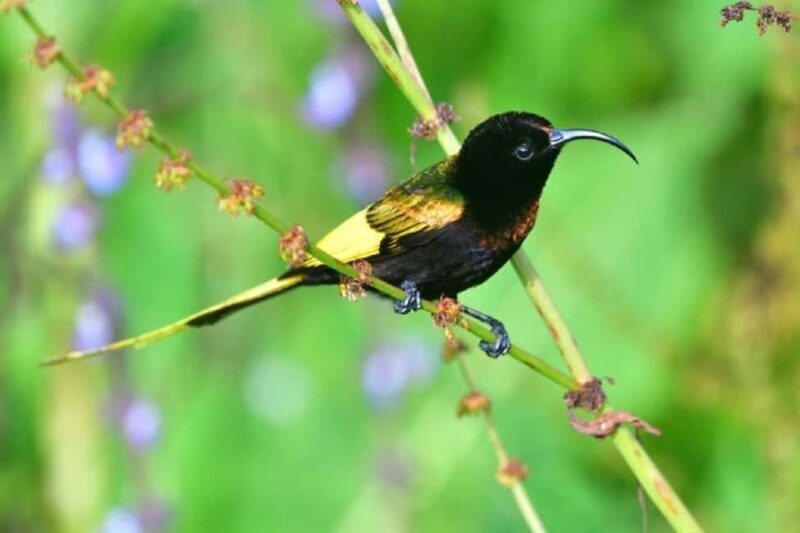 Kakamega Forest: Bird Watching Safari - Who is this tour best suited for?