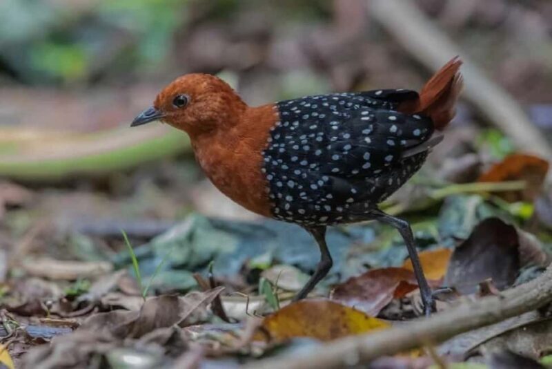Kakamega Forest: Bird Watching Safari - FAQ