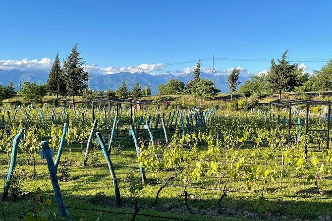 kakheti-all-inclusive-wine-tour-with-family-lunch