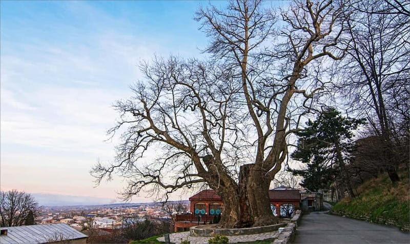 Kakheti Discovery: Bodbe, Sighnaghi & Telavi Wine Tour - Discovering Kakheti: An Authentic Day Trip from Tbilisi