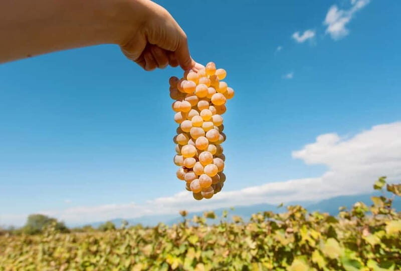Kakheti Wine Tour - Explore the Art of Kvevri Winemaking - Who Will Love This Experience