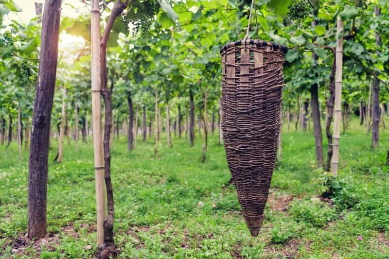 Kakheti Wine Tour - Explore the Art of Kvevri Winemaking - FAQs