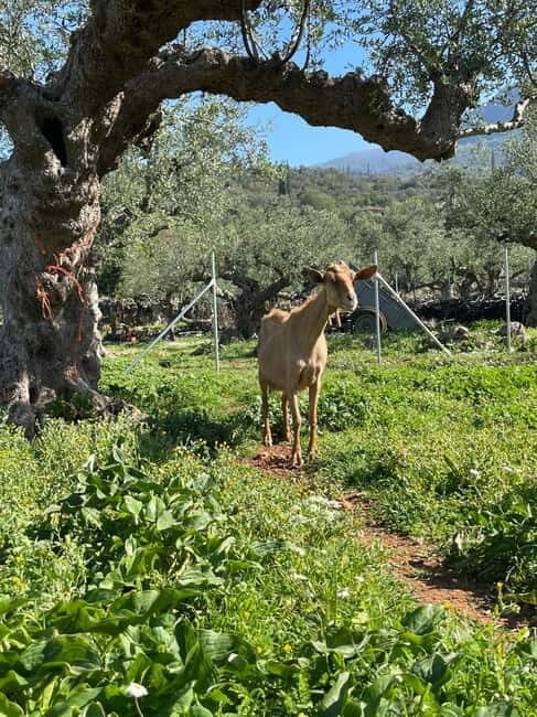 Kalamata: Farm-to-Table Experience with Cooking - Harvesting Ingredients: Fresh from the Garden