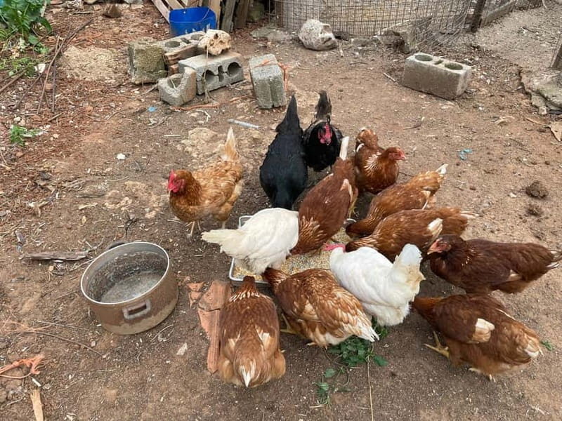 Kalamata: Farm-to-Table Experience with Cooking - Cooking Traditional Greek Dishes