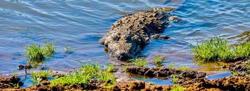 Kalametiya: Bird Sanctuary Catamaran Bird Watching Tour - Key Points