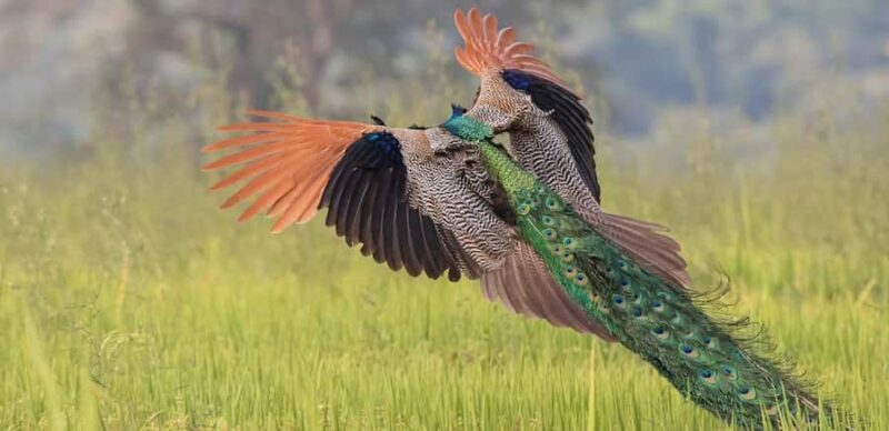 Kalametiya: Bird Sanctuary Catamaran Bird Watching Tour - An In-Depth Look at the Kalametiya Bird Sanctuary Tour