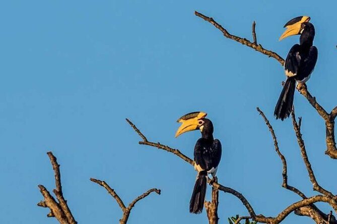 Kalametiya Bird Sanctuary Catamaran Bird Watching Tour - Authenticity and Reviewer Insights