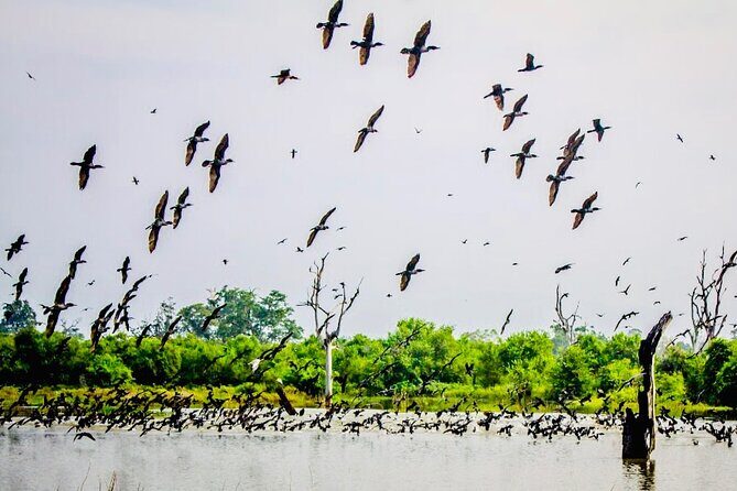 Kalametiya Bird Sanctuary Catamaran Bird Watching Tour - Practical Tips for Booking and Enjoying the Tour