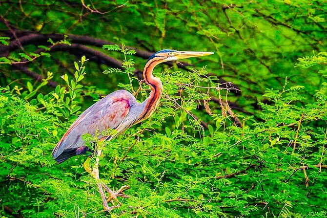 Kalametiya Bird Sanctuary Catamaran Bird Watching Tour - The Sum Up: Who Should Consider This Tour?
