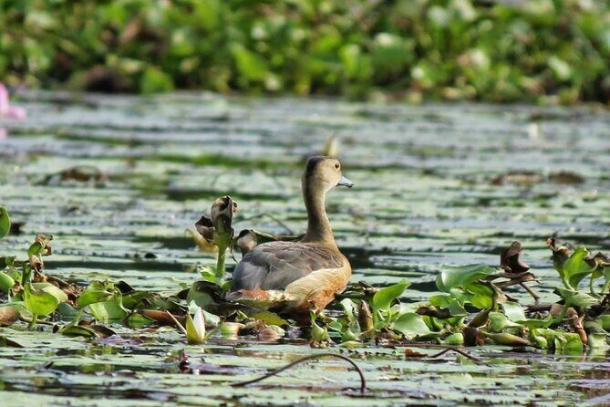 Kalametiya Bird Sanctuary Catamaran Bird Watching Tour - FAQ