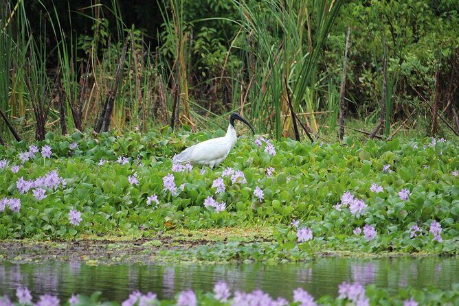 Kalametiya Bird Sanctuary Tour from Yala - Introduction