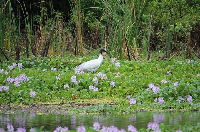 Kalametiya Bird Sanctuary Tour from Yala - FAQ: Everything You Need to Know