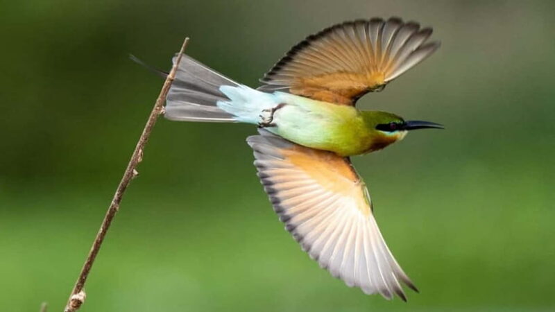 Kalametiya Sanctuary: Bird Watching by Private Boat Tour - Key Points