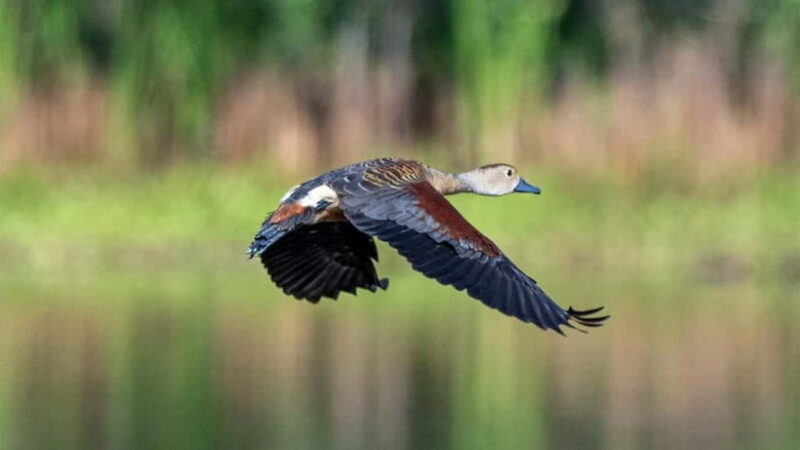 Kalametiya Sanctuary: Bird Watching by Private Boat Tour - Why This Tour Offers Great Value
