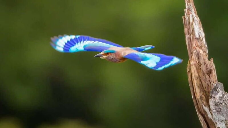 Kalametiya Sanctuary: Bird Watching by Private Boat Tour - Detailed Breakdown of the Experience