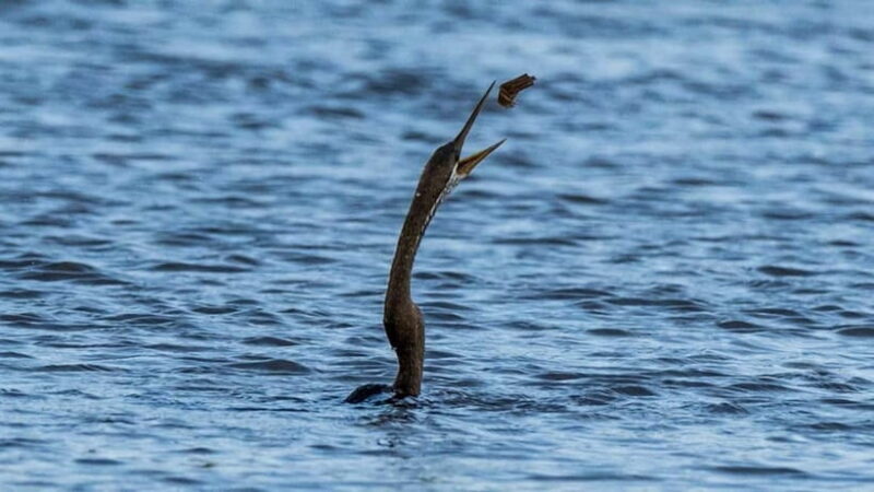 Kalametiya Sanctuary: Bird Watching by Private Boat Tour - Who Will Love This Experience?