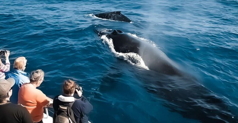 Kalaoa: Big Island & Kona Midday Whale Watching Tour - Key Points