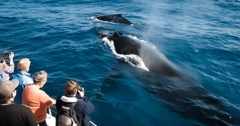 Kalaoa: Big Island & Kona Midday Whale Watching Tour - The Value of a Whale Watching Experience