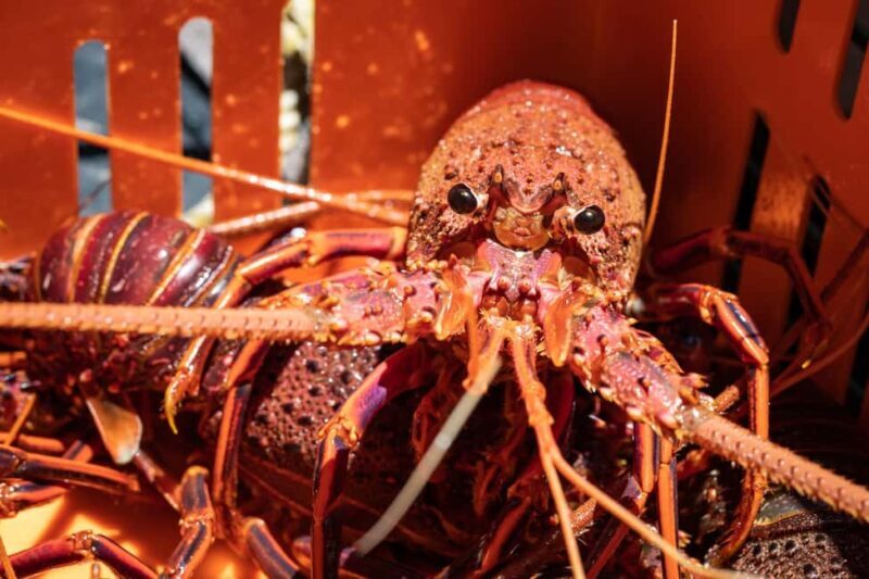 Kalbarri Crayfish Catch & Keep Tour - What’s this tour all about?