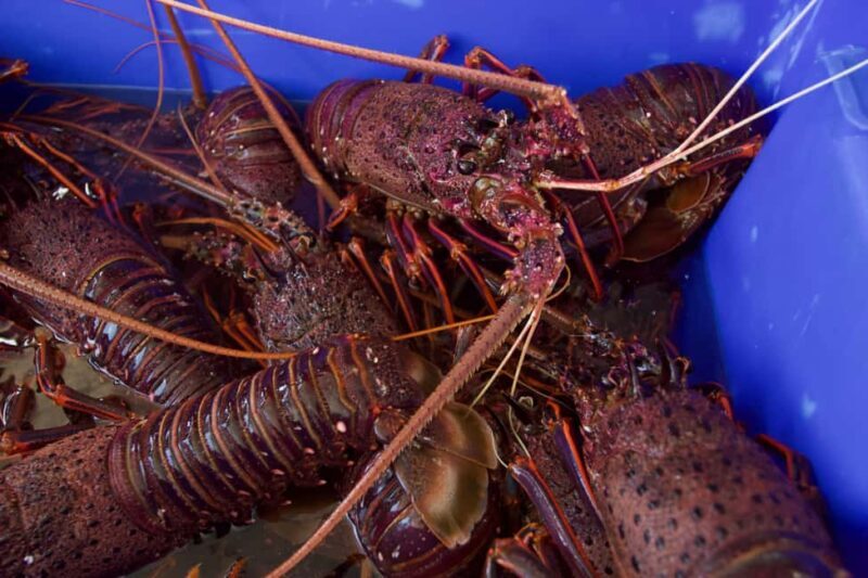 Kalbarri Crayfish Catch & Keep Tour - Final thoughts