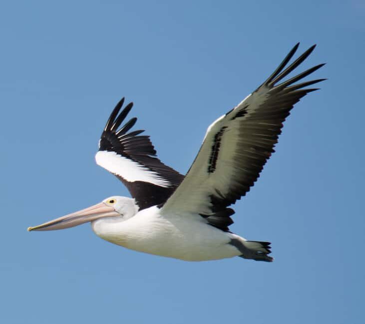 Kalbarri: Murchison River Wilderness Wildlife Cruise - The Journey Through Kalbarri’s Murchison River