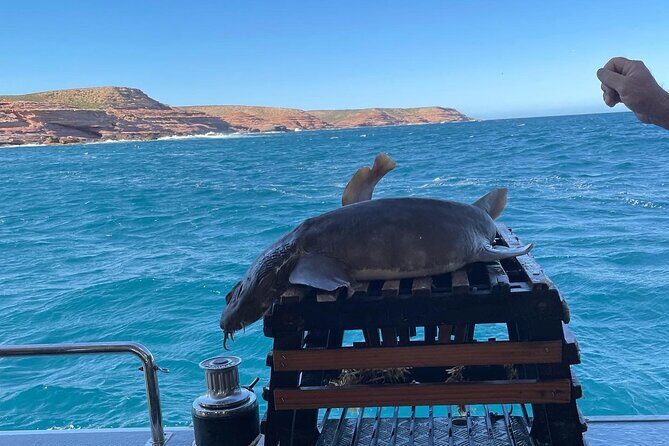 Kalbarri Rock Lobster Pot Pull Tour - What to Expect on the Kalbarri Rock Lobster Pot Pull Tour