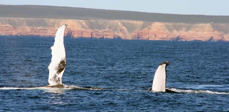 Kalbarri Whale Watching Tour - Key Points
