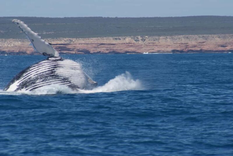 Kalbarri Whale Watching Tour - An In-Depth Review of the Kalbarri Whale Watching Experience