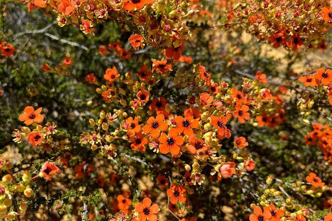 Kalbarri Wildflower Tour - The Itinerary Breakdown: What to Expect from the Wildflower Tour