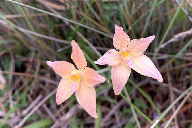 Kalbarri Wildflower Tour - Final Thoughts: Is the Kalbarri Wildflower Tour Worth It?