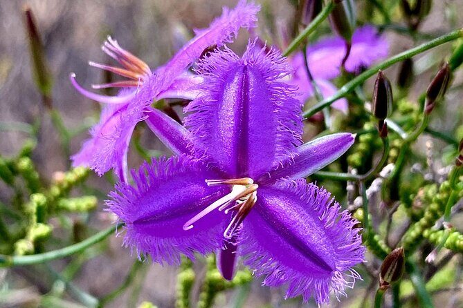 Kalbarri Wildflower Tour - FAQ