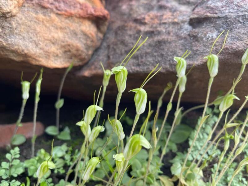 Kalbarri Wildflower Tour with Local Guide - Introduction
