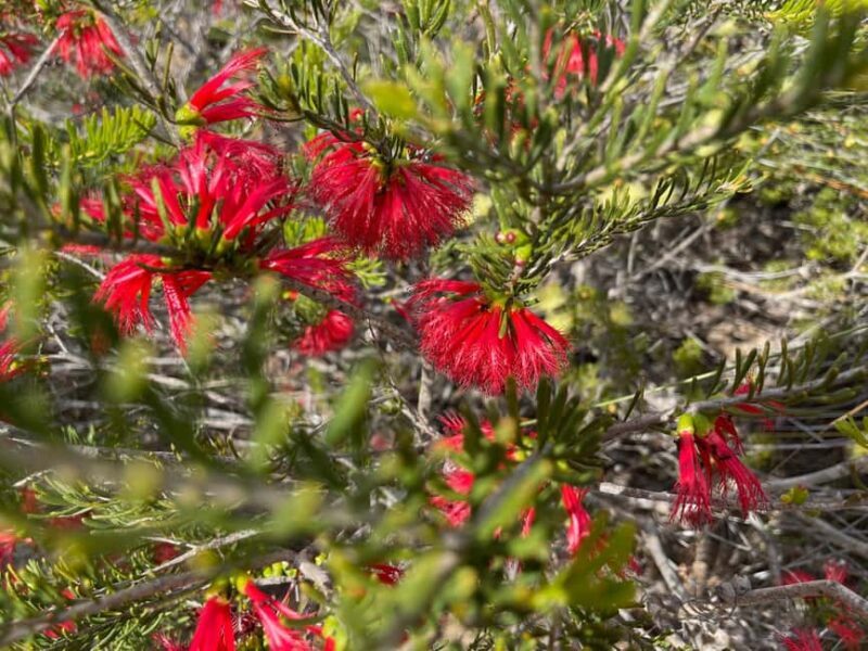 Kalbarri Wildflower Tour with Local Guide - The Value of This Experience