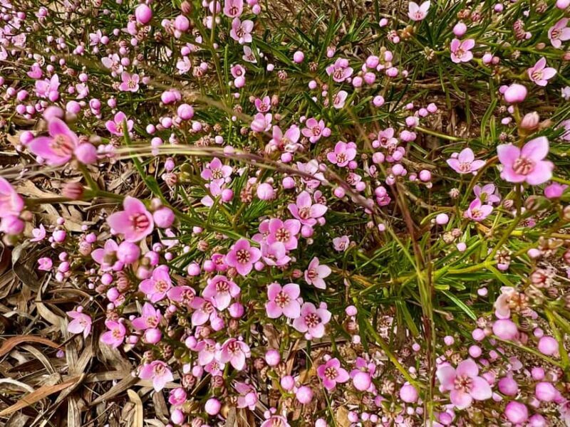 Kalbarri Wildflower Tour with Local Guide - Who Would Benefit Most?
