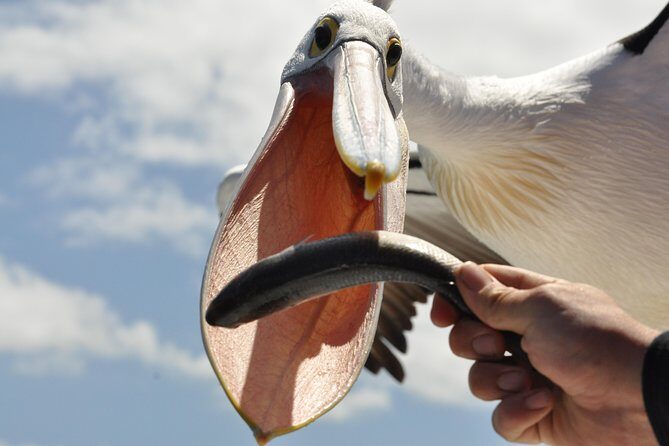 Kalgan Queen Scenic Cruises a four hour sheltered water wildlife tour daily fun. - Key Points