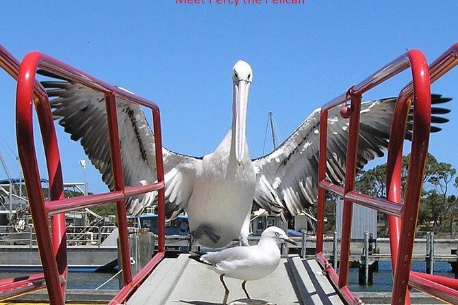 Kalgan Queen Scenic Cruises a four hour sheltered water wildlife tour daily fun. - The Sum Up: Who Will Love the Kalgan Queen Scenic Cruises?