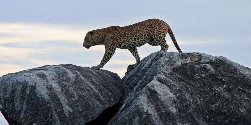 kalutara-bentota-kosgoda-ahungalla-hikkaduwa-yala-safari-2