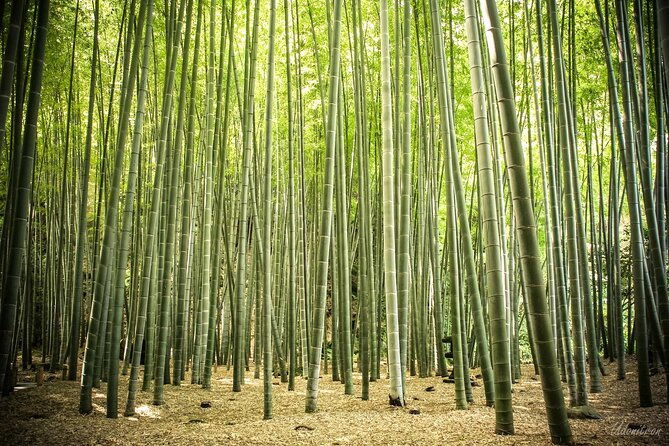 kamakura-1-day-private-car-wagon-tour-from-tokyo-with-english-speaking-driver