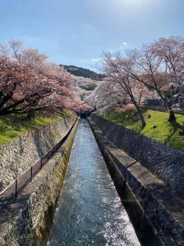 Kamakura: Cherry Blossom Full Day Tour with Expert Guide - A Deep Dive into the Kamakura Cherry Blossom Tour Experience