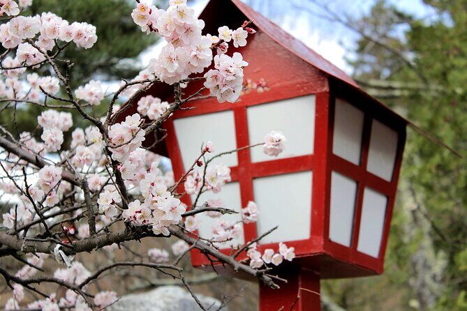 Kamakura Cherry Blossom Full Day Walking Tour with a Local Guide - FAQ