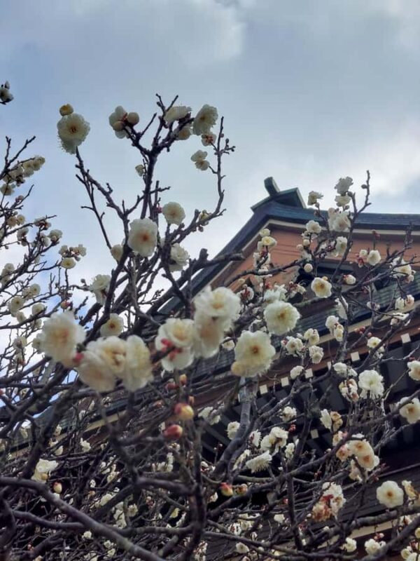 Kamakura, Japan: Half-day walking tour of Zen temples and the Great Buddha  Spanish guide - Practical Details and Value