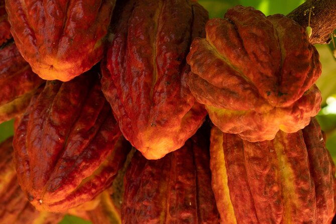 kamananui-cacao-orchard-tour