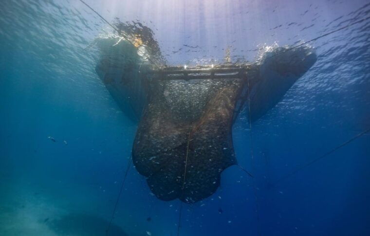 kamiros-skala-marine-life-experience-by-boat