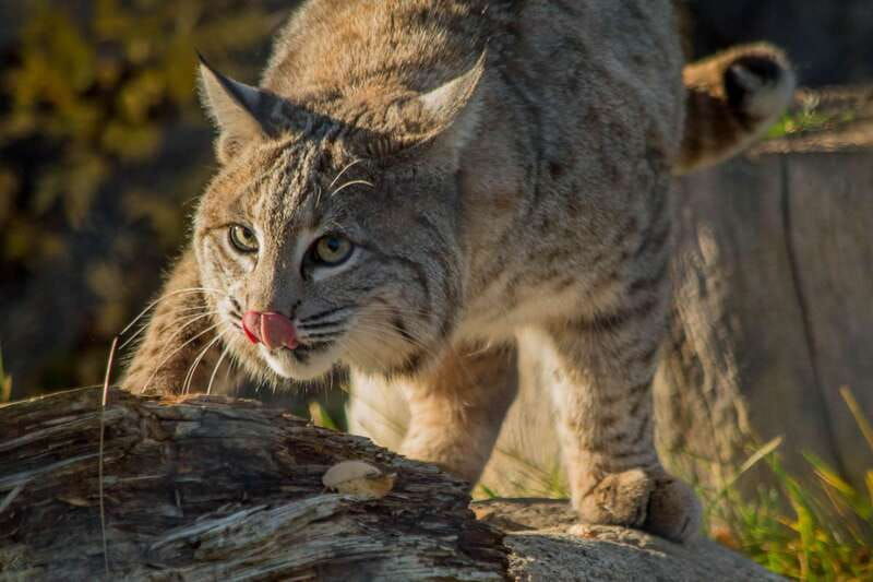 kamloops-bc-wildlife-park-entry-ticket
