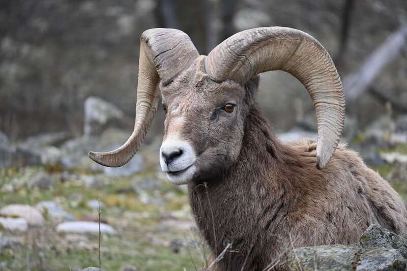 kamloops-bc-wildlife-park-entry-ticket