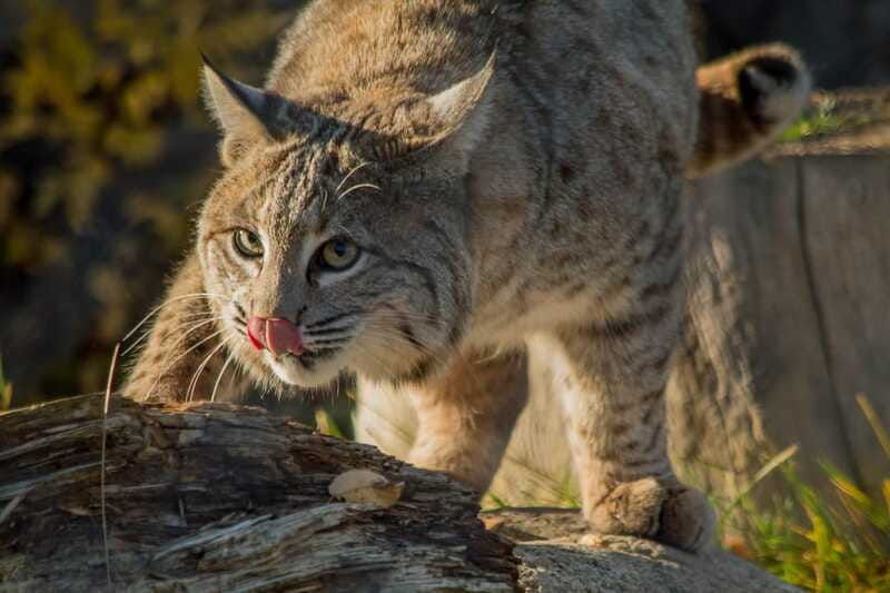 kamloops-bc-wildlife-park-entry-ticket