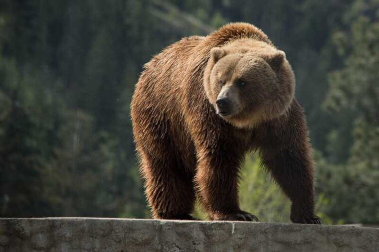 kamloops-bc-wildlife-park-entry-ticket