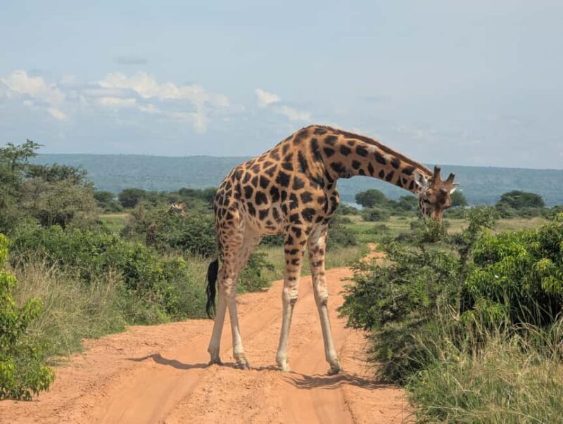Kampala: 2-Day Best Murchison Falls Wildlife Adventure Tour - FAQ