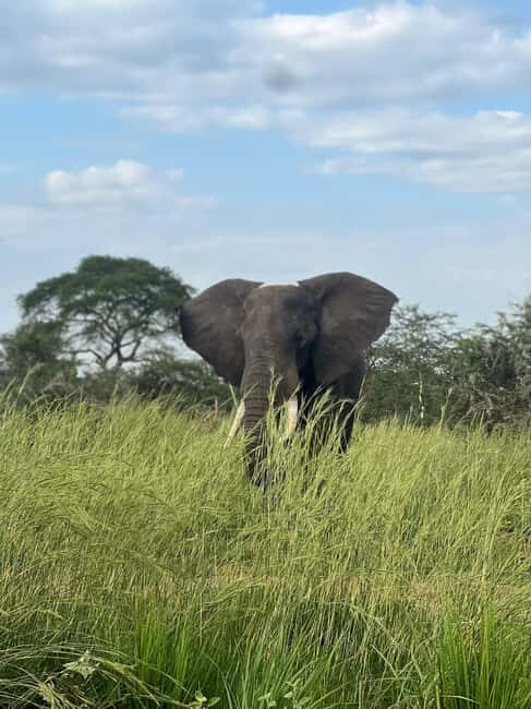Kampala: 2-Day Best of Uganda Murchison Falls Safari Tour - Key Points  